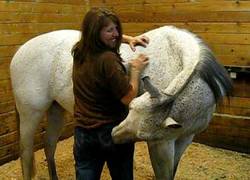 Enlace a Si tú me das un masaje yo te lo devuelvo ¡En serio!