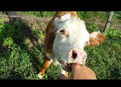 Enlace a No te encariñes de una vaca, no querrás irte sin ella