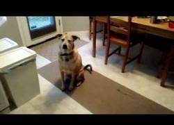 Enlace a Aunque este perro esté excitado ante la comida, sabe mantener la disciplina