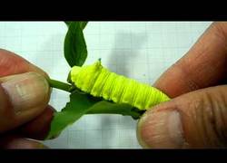 Enlace a Esta oruga hace un sonido peculiar cuándo le tocas el trasero