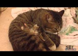 Enlace a La mejor camita que tendré jamás será la barriguita de mi mamá