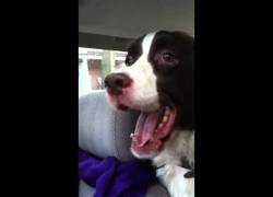 Enlace a Este perro utiliza un lenguaje secreto para intentar comunicarse con una ardilla que ha visto