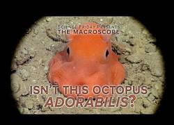 Enlace a Descubren un nuevo tipo de pulpo, aparenta tener orejitas y es muy chulo