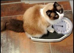 Enlace a ¿Eres un gato? ¡Aquí te dejamos algunos consejos para mejorar tu figura!