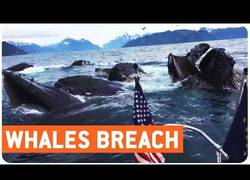 Enlace a Increíble momento en el que múltiples ballenas salen a la superficie