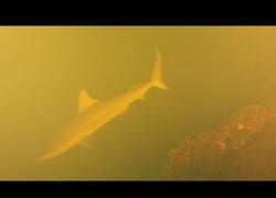 Enlace a Se descubren tiburones dentro de un volcán submarino
