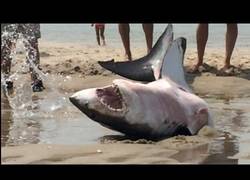 Enlace a Rescatan a tiburón blanco varado en Massachusetts