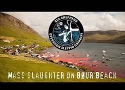 Enlace a La matanza de ballenas en las islas Faroe te pondrá los pelos de punta [Abstenerse sensibles]