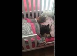 Enlace a Encuentra a su bebé y a su perro durmiendo juntos la siesta ¡Qué tierno!