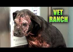 Enlace a Un cachorrito abandonado y enfermo recupera las ganas de vivir gracias a estos veterinarios