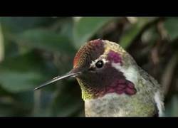 Enlace a Mira cómo cambia de color el plumaje de este colibrí