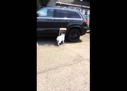 Enlace a Mi perrito solo necesita una caja para pasar la tarde