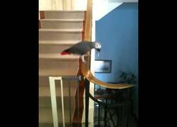 Enlace a Volar era demasiado típico, a esta ave le gusta deslizarse por las escaleras