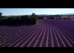Enlace a Precioso vídeo de los campos de lavanda en Provenza (Francia)