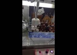 Enlace a Llega la venganza por tantos premios perdidos en la dichosa maquinita