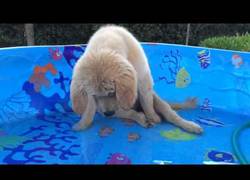 Enlace a Este perrito intenta atrapar los 'peces' de su piscina