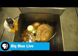 Enlace a Así de grande es el corazón de una ballena azul [Inglés]