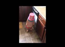 Enlace a Esta niña si que no le importan las paredes