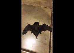 Enlace a Este hombre encuentra un murciélago en su casa y le acaba mordiendo [Inglés]