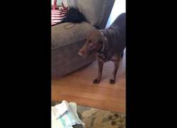 Enlace a La reacción de Charlie a la llegada de una hermanita es INESPERADA