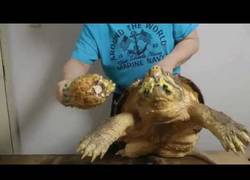 Enlace a Tortuga alligator destroza una piña tropical