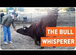 Enlace a Así es la adiestradora de toros