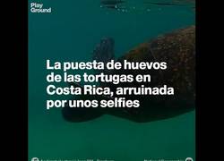 Enlace a La puesta de huevos de las tortugas en Costa Rica, arruinada por unos selfies