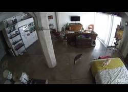 Enlace a Este gato les manda a callar en un momento