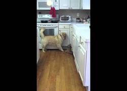 Enlace a Cuando le pides a tu hermano mayor que juegue contigo...