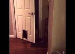 Enlace a Se abre la puerta, ¿Y qué? El gato prefiere entrar por su sitio