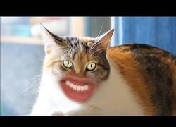 Enlace a Pierde 8 horas en hacer el vídeo más tonto del mundo… ¡Meow!