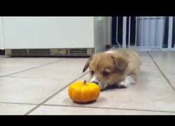 Enlace a Se acerca Halloween y parece que no a todo el mundo le gusta...