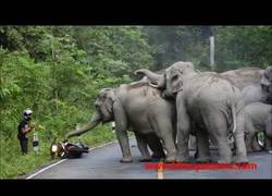 Enlace a Confirmado: a los elefantes no le gustan las motos