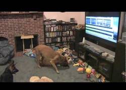 Enlace a ¡Bolt tiene un fan... y de su misma especie! Este perro se vuelve loco al verle en la película