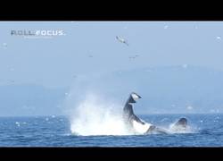 Enlace a ¡Brutal! Una orca lanza a una pobre foca a 80 pies de altura