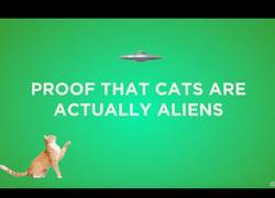 Enlace a Estos gatos y sus locuras que los hacen ser un animal especial