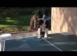 Enlace a Este perro tiene un don y es jugar nada más y nada menos que al ping pong