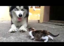 Enlace a No hay nada más bonito que la relación entre este perro y este gatito