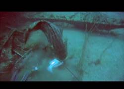 Enlace a Este pescador pierde los nervios bajo el agua cuando un pez más grande le quita su pesca