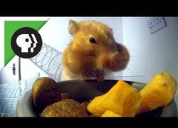 Enlace a Así se ve un hamster por dentro con ayuda de los Rayos X mientras está comiendo
