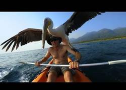 Enlace a Este hombre sale a pescar con su pelícano. Tienen una grandísima relación