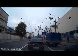 Enlace a El gran ataque de las palomas a un camión