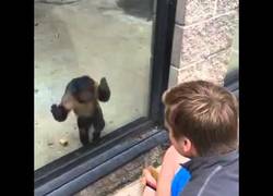 Enlace a Este mono necesita atención y así se lo hace saber a este chico