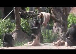 Enlace a Cuando los animales se enfadan... Mejor sal corriendo, si te da tiempo