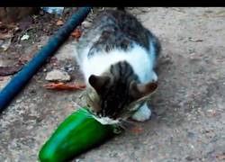 Enlace a Los gatos rusos no tienen nada de miedo a los pepinos