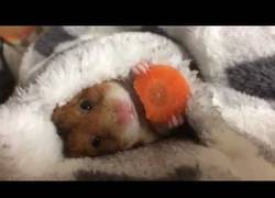 Enlace a Ya ha llegado el frío y este hamster lo sabe: mantita y a comer