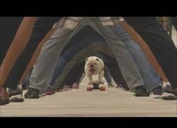 Enlace a Este perro se marca un récord mundial pasando por debajo de 30 personas con skate. ¡Vaya control!