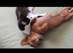 Enlace a Este gatito ayuda al perro a tranquilizarse de manera cariñosa