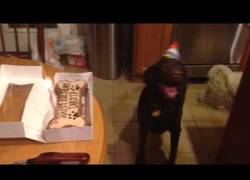 Enlace a La enorme felicidad de este perro cuando le cantan el Happy Birthday