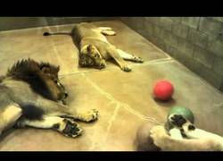 Enlace a Estos 3 leones hacen de jugar la pelota lo más aburrido del mundo